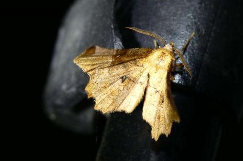 Réf. 253 931 : Selenia lunularia
